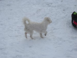 IMG_0603