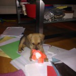 luccy1