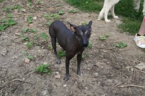 salli