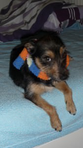 sparky8