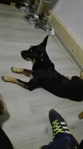 aida