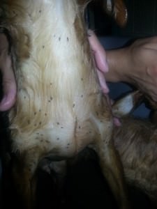 blech2