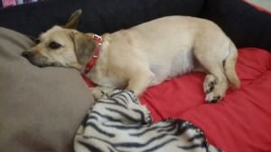 20160731_125903_resized