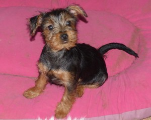 jorinka