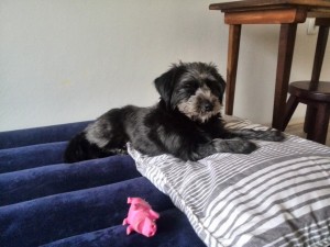 IMG_20170415_173342
