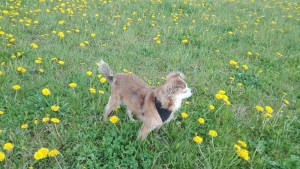 IMG_20170502_170955