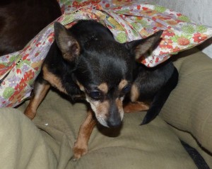 odetta