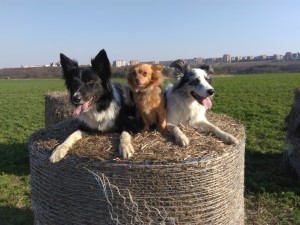 IMG_20170401_164826