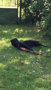 IMG-20170529-WA0004