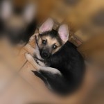 smartcapture