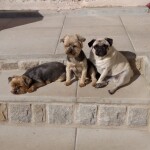IMG-20221003-WA0020