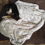 IMG-20220910-WA0038