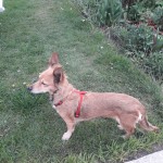 IMG-20200519-WA0006