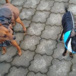 IMG-20210121-WA0001