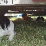 IMG-20210620-WA0035