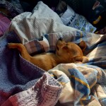 IMG-20220629-WA0042