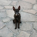 oznor