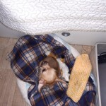 IMG-20211211-WA0004