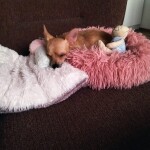 IMG-20211212-WA0010