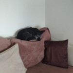 IMG-20211217-WA0009