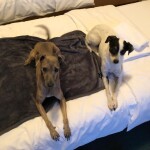 IMG-20220419-WA0004