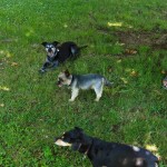 IMG-20220628-WA0003