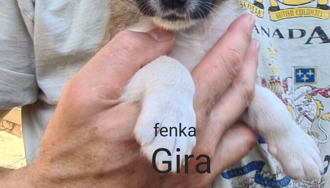 Gira – štěně od Gretky