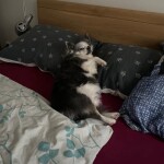IMG-20231114-WA0006