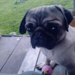 IMG-20230426-WA0005