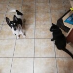 IMG-20221001-WA0003