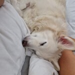 IMG-20241113-WA0036