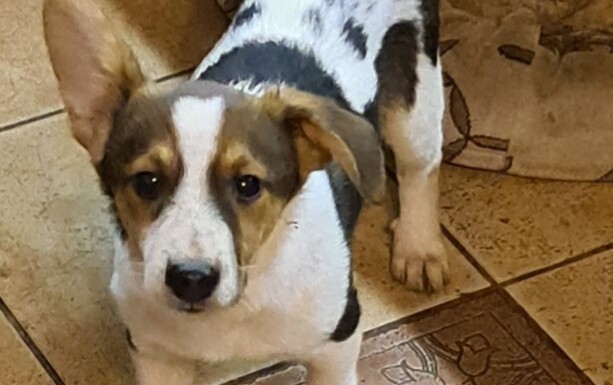 Antonio