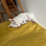 IMG-20231117-WA0041