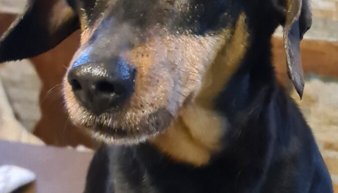 Roki