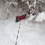 IMG-20231202-WA0001