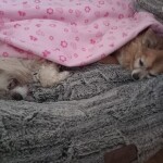 IMG-20231114-WA0051