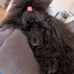 IMG-20240126-WA0017