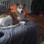 IMG-20240216-WA0032