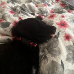 IMG-20240618-WA0016