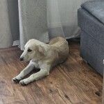 IMG-20240702-WA0018