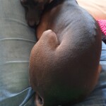 IMG-20250308-WA0013