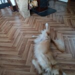 IMG-20250417-WA0011