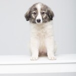 Screenshot_20260327_083808_WhatsApp