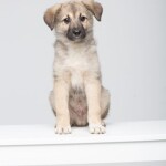 Screenshot_20260327_083812_WhatsApp