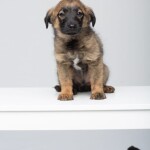 Screenshot_20260327_083817_WhatsApp