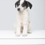 Screenshot_20260327_083829_WhatsApp