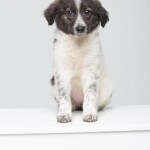 Screenshot_20260327_083833_WhatsApp