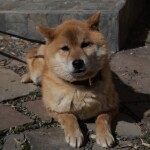 Screenshot_20260429_191248_WhatsApp