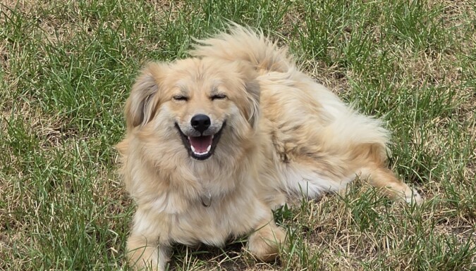Perdita