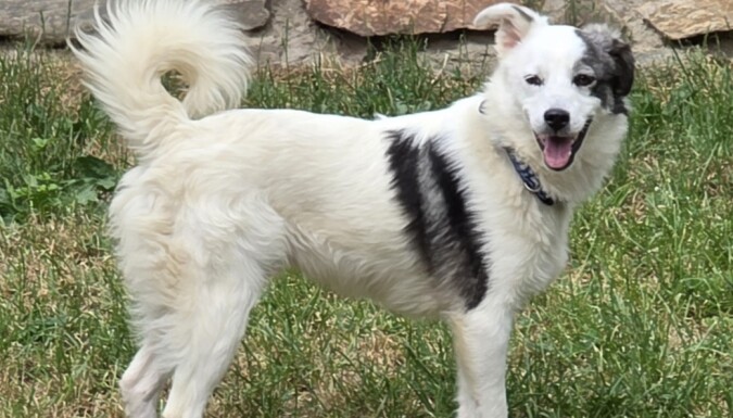 Pongo